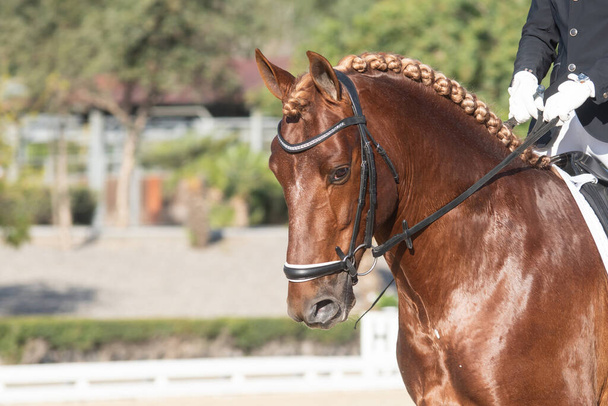 Ritratto facciale di un cavallo spagnolo di castagne in una gara di dressage
 - Foto, immagini