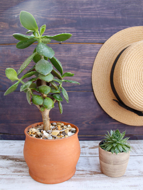 Indoor plants stand on the white side, a brown hat hangs on the wall. Succulent care, pests and fertilizers. Postcard, screensaver, wallpaper, cover for notebook. - Photo, Image