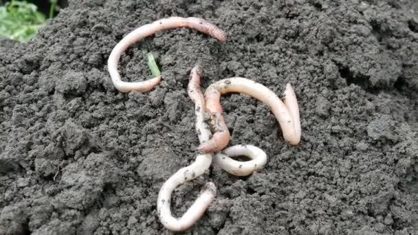 Dikke grote regenwormen kruipen in de grond na regen - Video