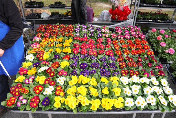 stall of colorful primroses flowers in spring at the market - Photo, Image