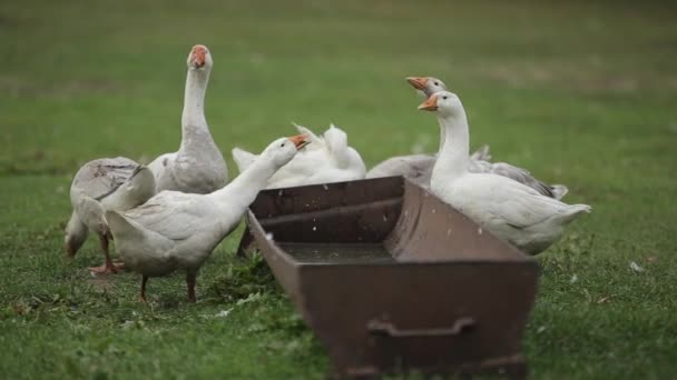 Ο Geese ήπιε νερό φοβήθηκε κάτι και το έσκασε. Οι χήνες βόσκουν σε μια παραδοσιακή φάρμα χηνών. Κοντινό πλάνο - Πλάνα, βίντεο