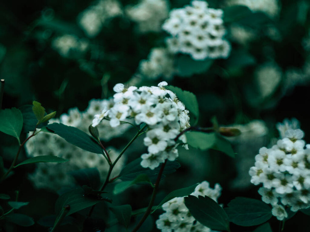 White camomile or chamomile white flower in field garden. - Foto, Imagem