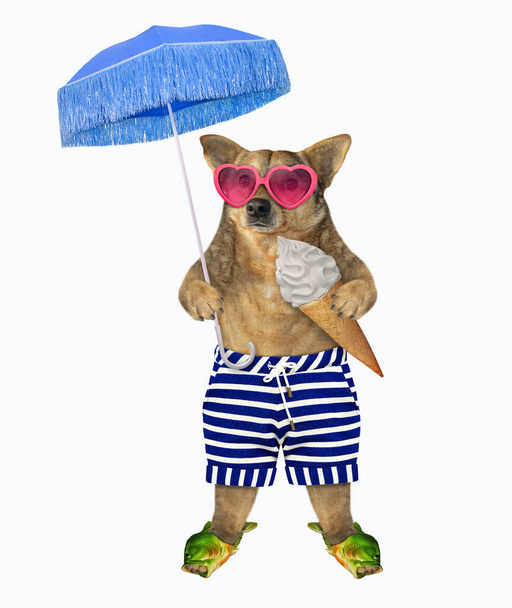 Der beige Hund in gestreiften Shorts, Badeschlappen und rosafarbener Sonnenbrille frisst unter einem blauen Regenschirm eine Eistüte. Weißer Hintergrund. Isoliert. - Foto, Bild