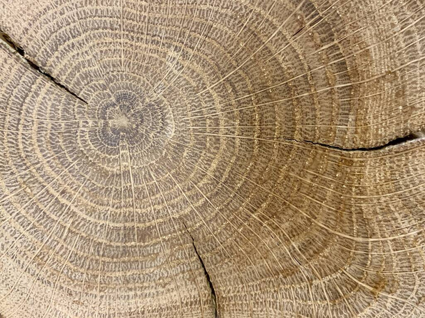 Background texture: sectional oak log. Cut structure of a tree trunk. Sawn oak with cracks, circles of life. - Photo, Image