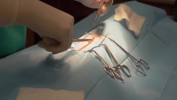 cirurgia de castração de gato em uma clínica veterinária
 - Filmagem, Vídeo