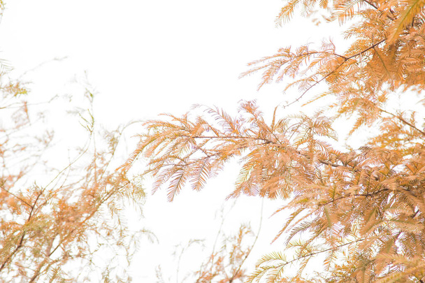 Primer plano Hojas de pino amarillo sobre fondo blanco con espacio para copiar
 - Foto, imagen