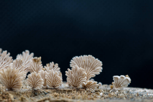 Close-up fungus growing ,Mushroom on a wood dark background with copy space - Foto, Imagen