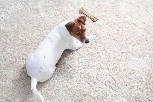 Jack Russell Terrier, portrét psa. Bílý pes na světlém pozadí. Jack Russell teriér, portrét psa. - Fotografie, Obrázek