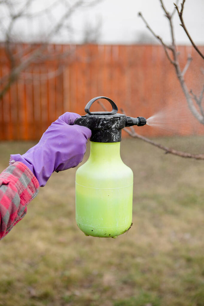 Tratamento de pesticidas, controle de pragas, extermínio de insetos em árvores de fruto no jardim, pulverização de veneno de uma garrafa de spray, mãos de perto
. - Foto, Imagem