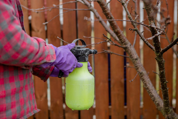 Növényvédőszer-kezelés, kártevőirtás, rovarirtás gyümölcsfákon a kertben, mérgezés permetezése egy spray-s üvegből, közelkép a kezekről. - Fotó, kép