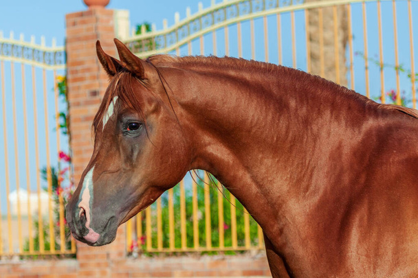Kastanienarabisches Pferdeporträt in Bewegung gegen Koppel mit Barren. Tierporträt, in der Nähe. - Foto, Bild