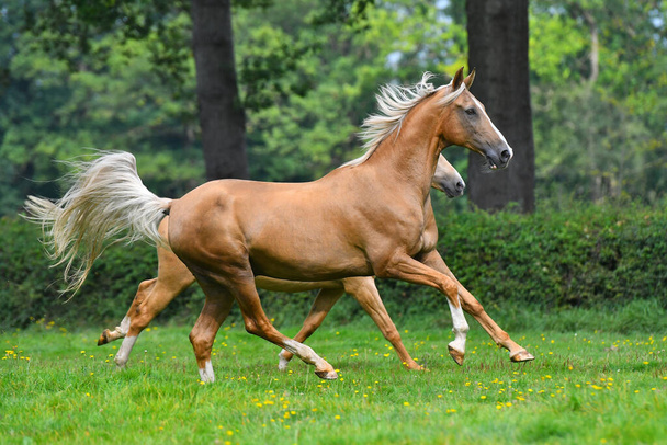Две паломино-ахалтекинские породы лошадей бегают в парке вместе
. - Фото, изображение