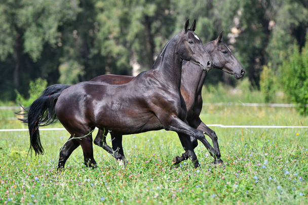 Два черных ахалтека разводят лошадей, бегущих по полю бок о бок
.  - Фото, изображение