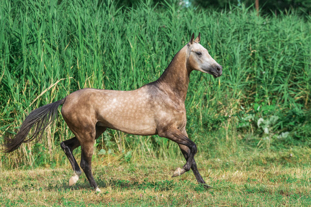 Buckskin akhal teke razza cavallo corre nel campo vicino a lungo erba acqua
. - Foto, immagini