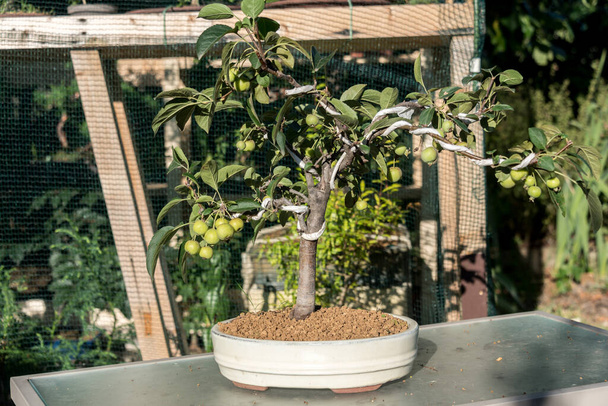 Bonsai são árvores em miniatura, que são intencionalmente mantidas anãs, mesmo por muitos anos, podando e reduzindo as raízes.
 - Foto, Imagem