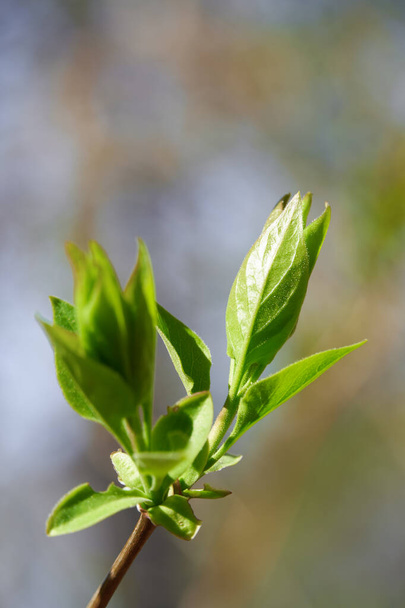 spring buds on trees, blooming and young leaves, bright spring landscape, beautiful background - Foto, imagen