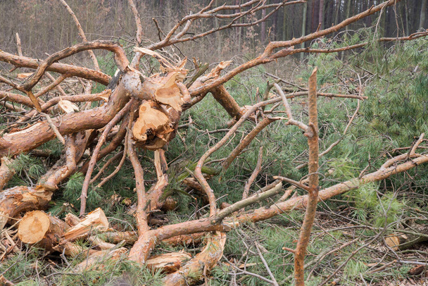 deforestration - cięcie gałęzi sosny zbliżenie - Zdjęcie, obraz