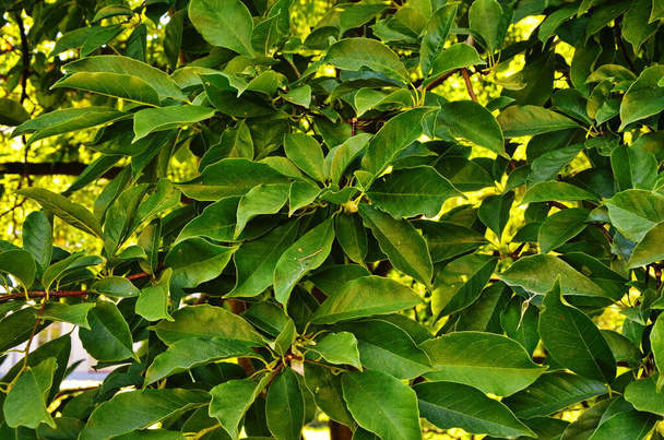 Vegetación verde. Ramas de Magnolia
 - Foto, imagen