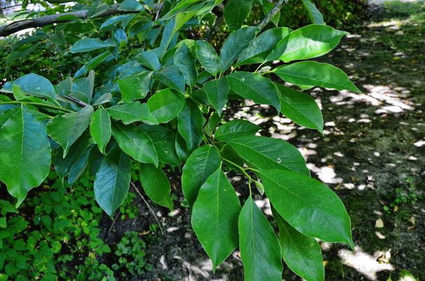 Groene vegetatie. Takken van Magnolia - Foto, afbeelding