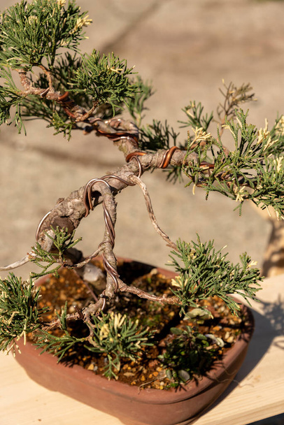 Bonsaje jsou miniaturní stromy, které jsou záměrně drženy trpaslíky, a to i po mnoho let, prořezáváním a redukcí kořenů - Fotografie, Obrázek