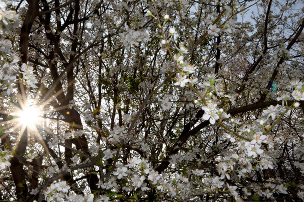 Весною дерева соковито цвітуть з білими квітами. Красиві білі квіти на гілках, сонце дивиться крізь гілки, його промені видно серед білих квітів
. - Фото, зображення