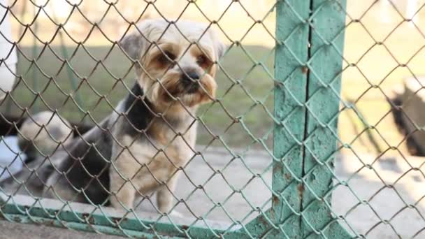 A lonely dog of the Yorkshire Terrier breed sits behind an iron net. Dog behind an iron fence. - Footage, Video