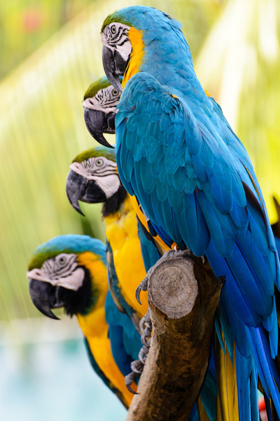 Blue yellow parrot macaw - Foto, afbeelding