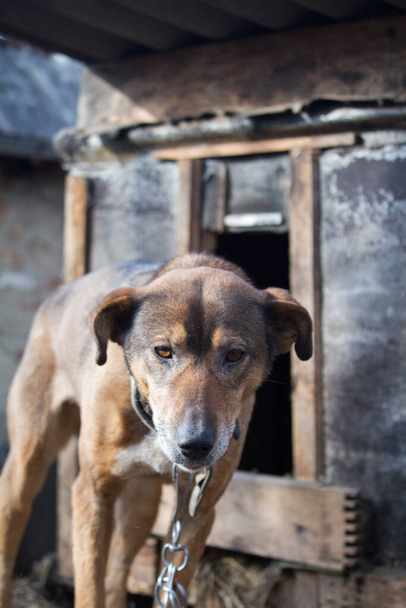 Chained up dog near wooden kennel, dog guards house in the countryside - Φωτογραφία, εικόνα