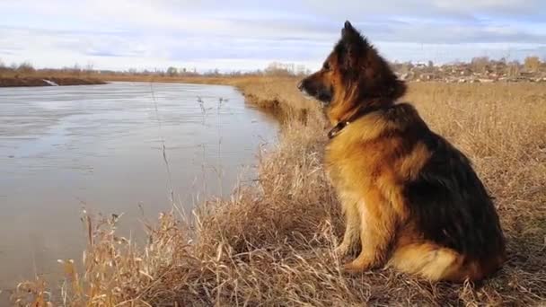 Baharda Alman çoban köpeği nehrin kıyısında oturur ve dikkatle izler.. - Video, Çekim