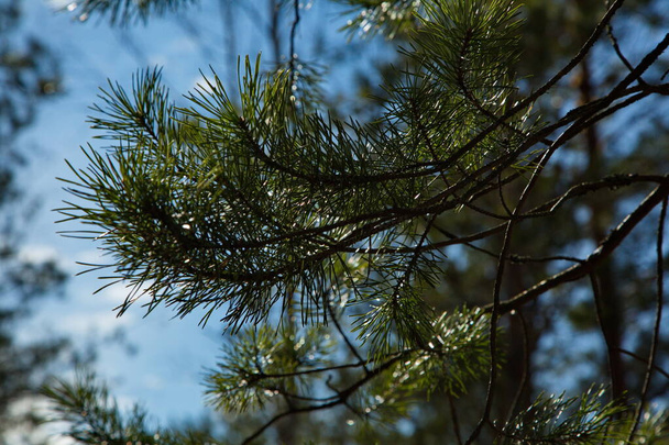 Pine branches in the rays of the spring sun, Central Russia. - Photo, Image