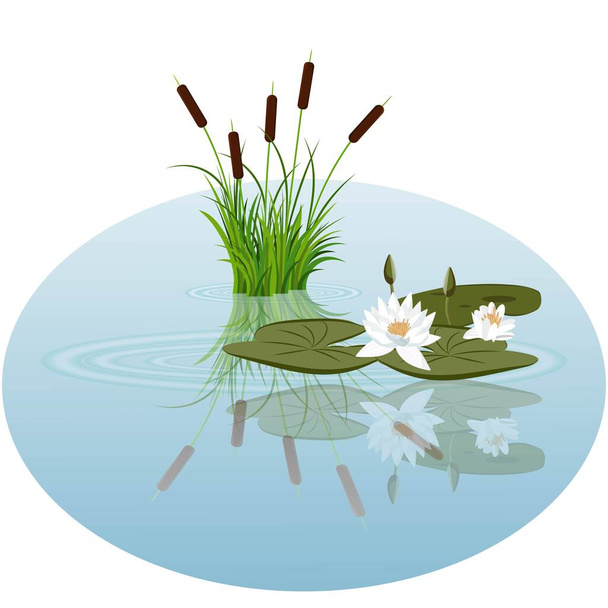 Λευκό νούφαρο και καλάμια στην απεικόνιση φορέα του νερού. Wate φύλλα κρίνου και μπουμπούκια και καλάμια αντανακλάται στο νερό της λίμνης - Διάνυσμα, εικόνα