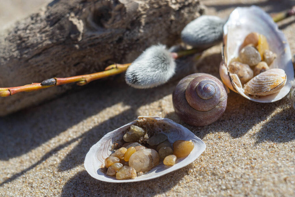 Macro foto di fossili marini come conchiglie sulla sabbia nella soleggiata giornata primaverile
 - Foto, immagini