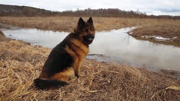Duitse herder hond in het voorjaar zit op het gras in de buurt van een kleine rivier. - Video