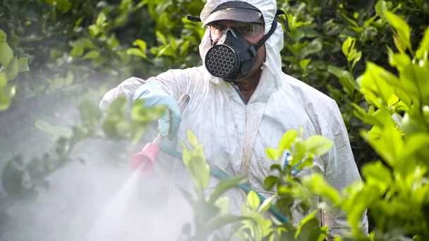 スプレー殺虫剤、成長している農業プランテーションでの果物レモンの農薬、スペイン。人は害虫を噴霧するか、または噴霧するか、害虫の制御。殺虫剤の殺菌剤だ。有機生態農業. - 写真・画像