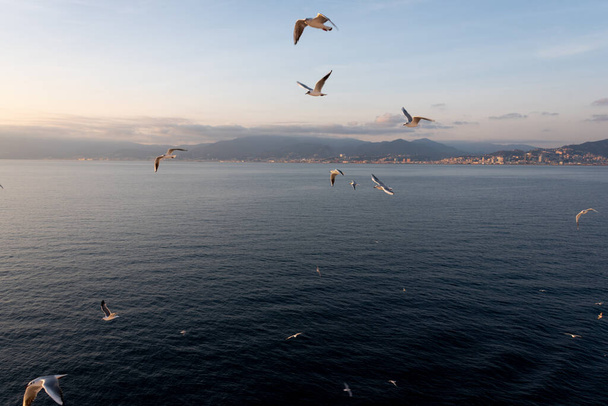 空と雲を背景に地中海を飛ぶカモメ - 写真・画像