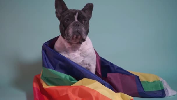 Hermoso bulldog francés con una bandera LGBT envuelta alrededor del cuerpo sobre un fondo azul
. - Metraje, vídeo