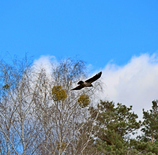 політ птахів у нескінченному весняному небі
 - Фото, зображення