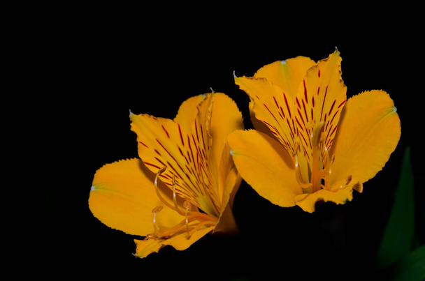 Kwiaty lilii peruwiańskiej Alstroemeria aurea w Parku Narodowym Conguillio. - Zdjęcie, obraz