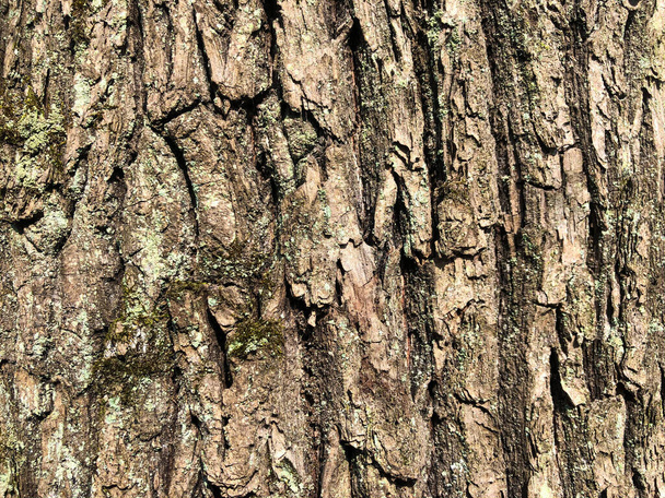 Corteza de roble viejo, superficie seca agrietada con patrón de arrugas. Moss y líquenes en un tronco de árbol. Fondo con muchos pequeños detalles. Textura marrón verde y violeta
 - Foto, Imagen