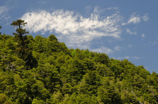 Bos en wolken in het Nationaal Park Conguillio. - Foto, afbeelding
