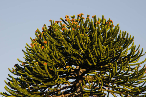 Baldachýn opičí puzzle strom Araucaria araucana. - Fotografie, Obrázek