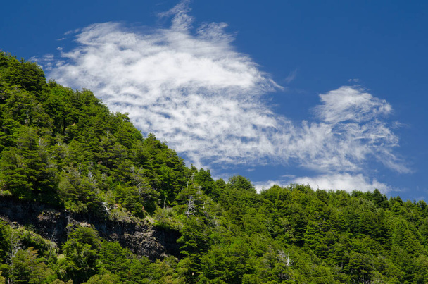 Forest and clouds in the Conguillio National Park. - Photo, Image