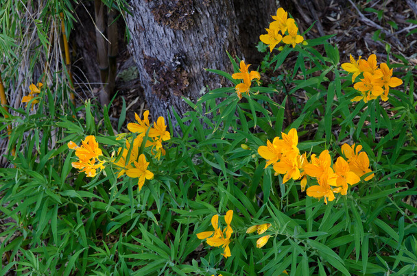 Lirios Peruanos Alstroemeria aurea en flor en el Parque Nacional Conguillio
. - Foto, imagen