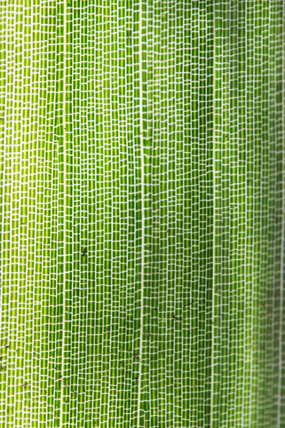 Деталь зеленого бамбукового листя
 - Фото, зображення