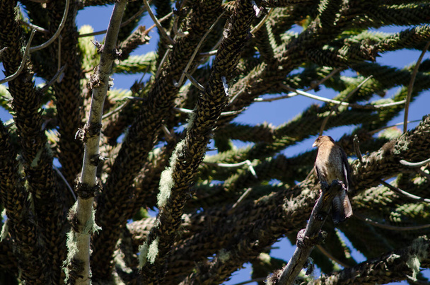 Chimango caracara на дереві головоломок мавпи. - Фото, зображення