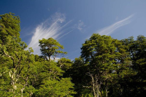 Wald mit Dombeys-Buche Nothofagus dombeyi und Wolken. - Foto, Bild