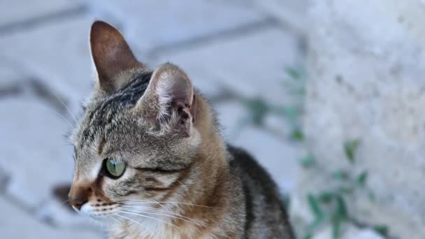 ear movements of a cat, cat ear, moving cat ear, - Footage, Video