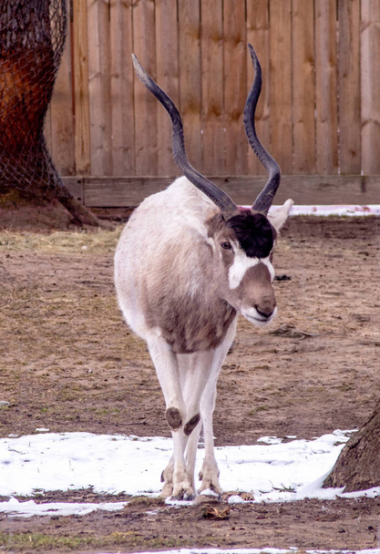 Extrémně ohrožen, Addax je často nazýván bílá antilopa, a tam je méně než 50 ve volné přírodě. ale v zoologických zahradách po celém světě je více než 2000 - Fotografie, Obrázek