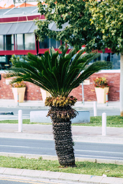 Limassol Cyprus March 20, 2020 View of a palm tree growing in the streets of Limassol in Cyprus - Фото, зображення