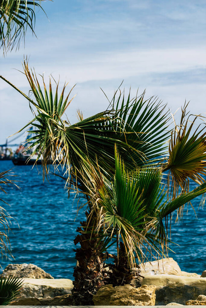 Limassol Cyprus March 20, 2020 View of a palm tree growing in the streets of Limassol in Cyprus - 写真・画像